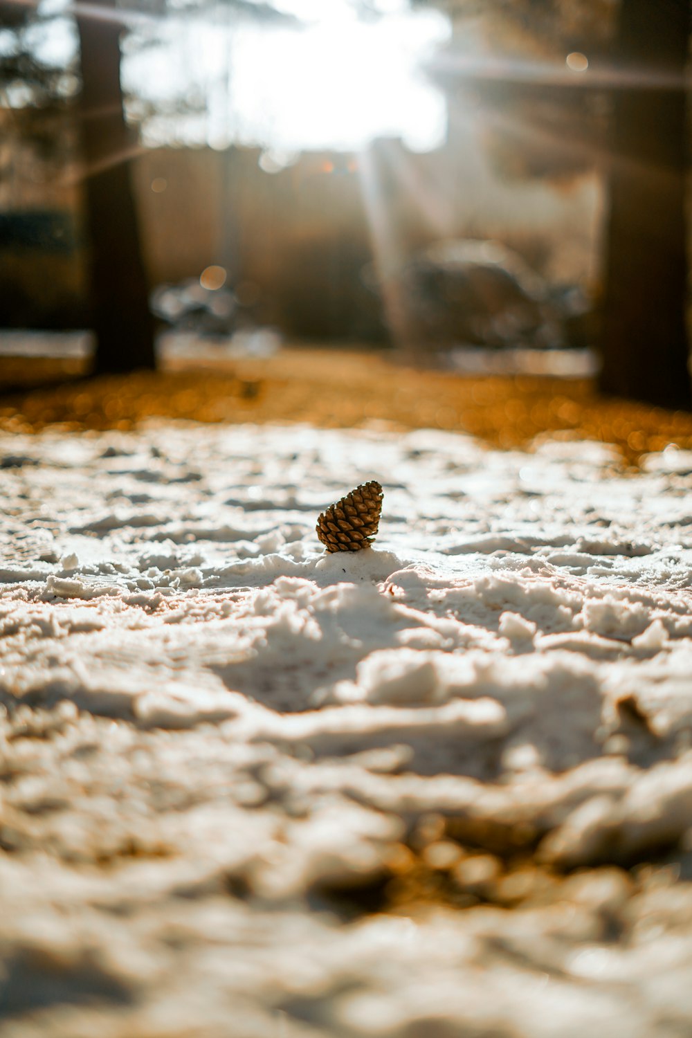 a small pine cone sitting on top of a snow covered ground