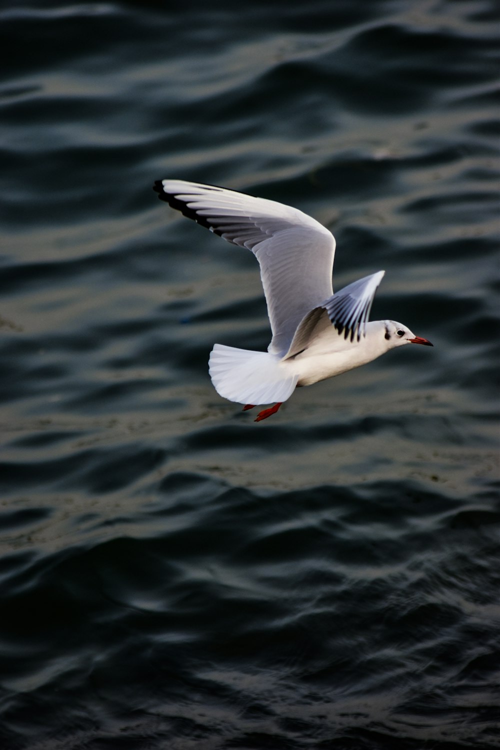 a seagull flying over a body of water