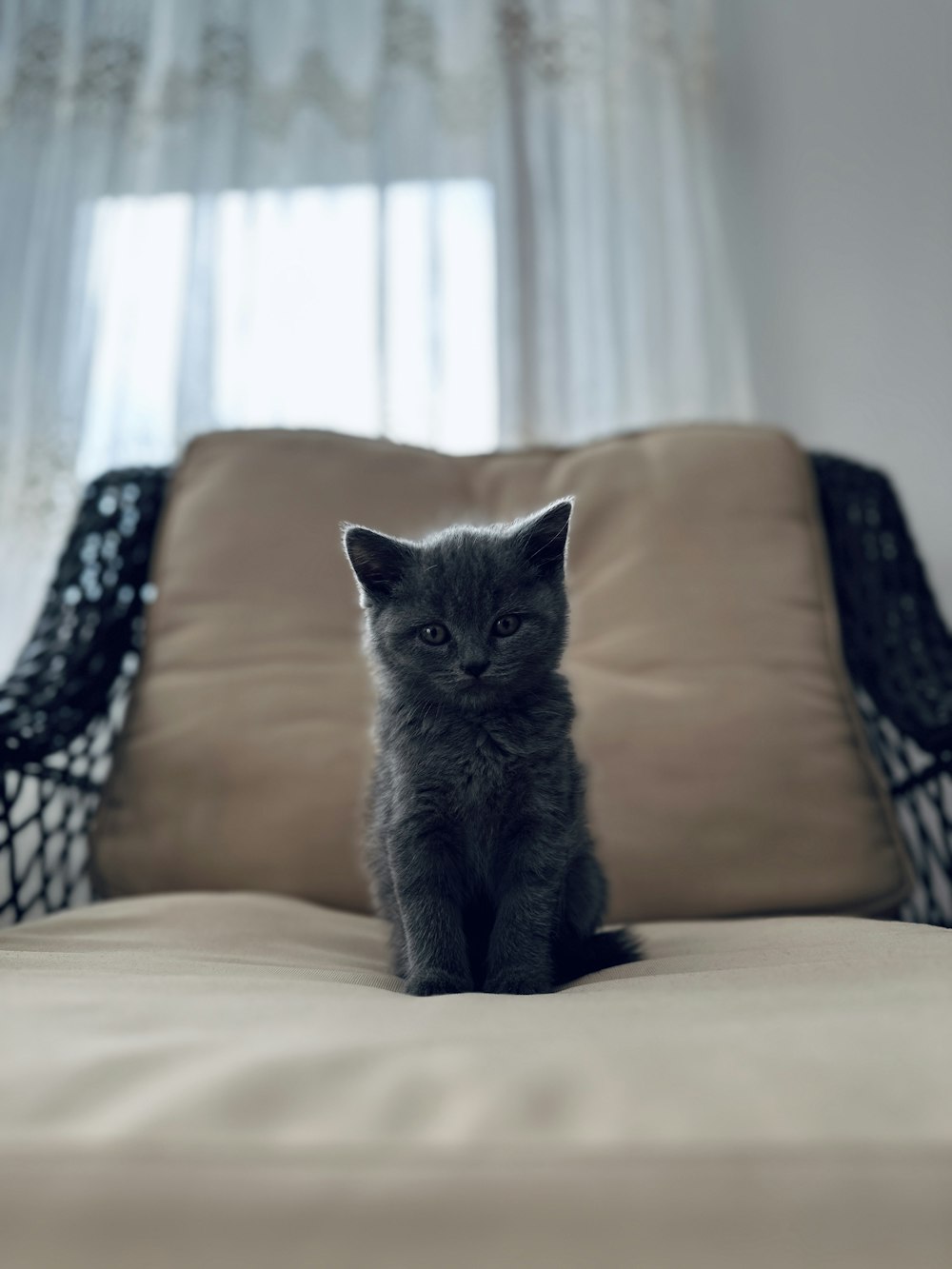 a small gray kitten sitting on top of a bed
