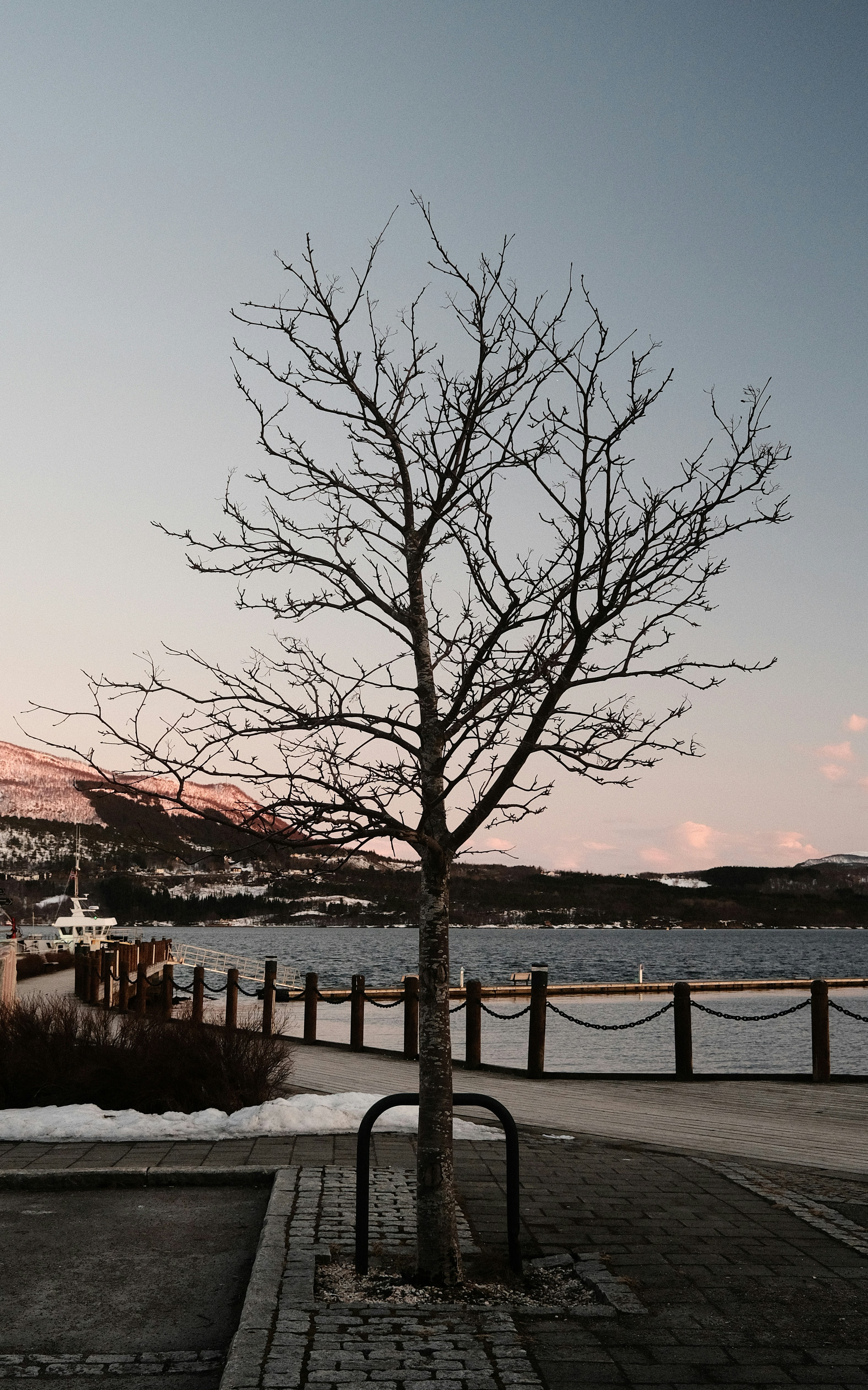 a tree with no leaves next to a bench