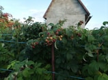 Sunlit garden scene with raspberry bushes heavy with ripe fruit ready for picking.
