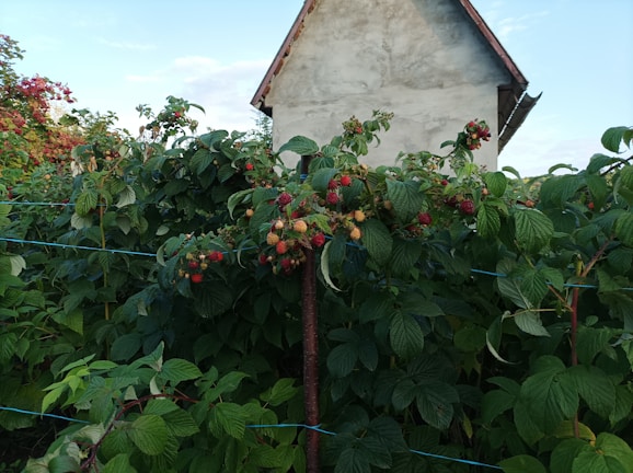 Sunlit garden scene with raspberry bushes heavy with ripe fruit ready for picking.