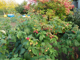 Rows of lush berry bushes heavy with ripe fruit, surrounded by native plants and pollinators buzzing nearby.