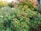 Raspberry bushes with ripe red fruits intermingle with green foliage in a lush garden setting. In the background, colorful beehives are scattered, and a tree with red and green leaves adds vibrancy to the scene.