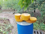In the foreground, several round blocks of yellow cheese are stacked on top of a blue barrel. The setting is an outdoor garden area with lush green trees and plants surrounding the scene.
