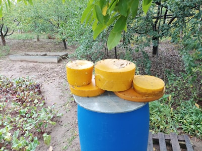 In the foreground, several round blocks of yellow cheese are stacked on top of a blue barrel. The setting is an outdoor garden area with lush green trees and plants surrounding the scene.