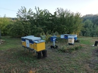 Several brightly colored beehives are positioned in a grassy area surrounded by lush, green trees. The hives are predominantly blue and yellow. The background features a wooded area with dense foliage, implying a rural or natural setting.