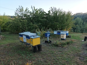 Several brightly colored beehives are positioned in a grassy area surrounded by lush, green trees. The hives are predominantly blue and yellow. The background features a wooded area with dense foliage, implying a rural or natural setting.