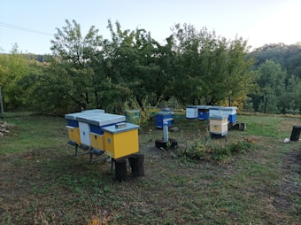 Several brightly colored beehives are positioned in a grassy area surrounded by lush, green trees. The hives are predominantly blue and yellow. The background features a wooded area with dense foliage, implying a rural or natural setting.