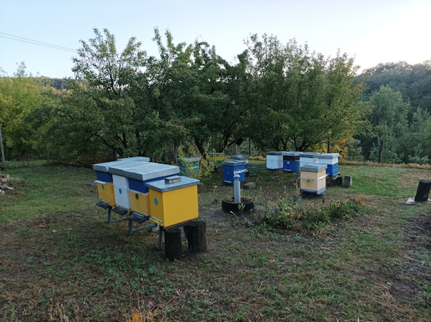 Several brightly colored beehives are positioned in a grassy area surrounded by lush, green trees. The hives are predominantly blue and yellow. The background features a wooded area with dense foliage, implying a rural or natural setting.