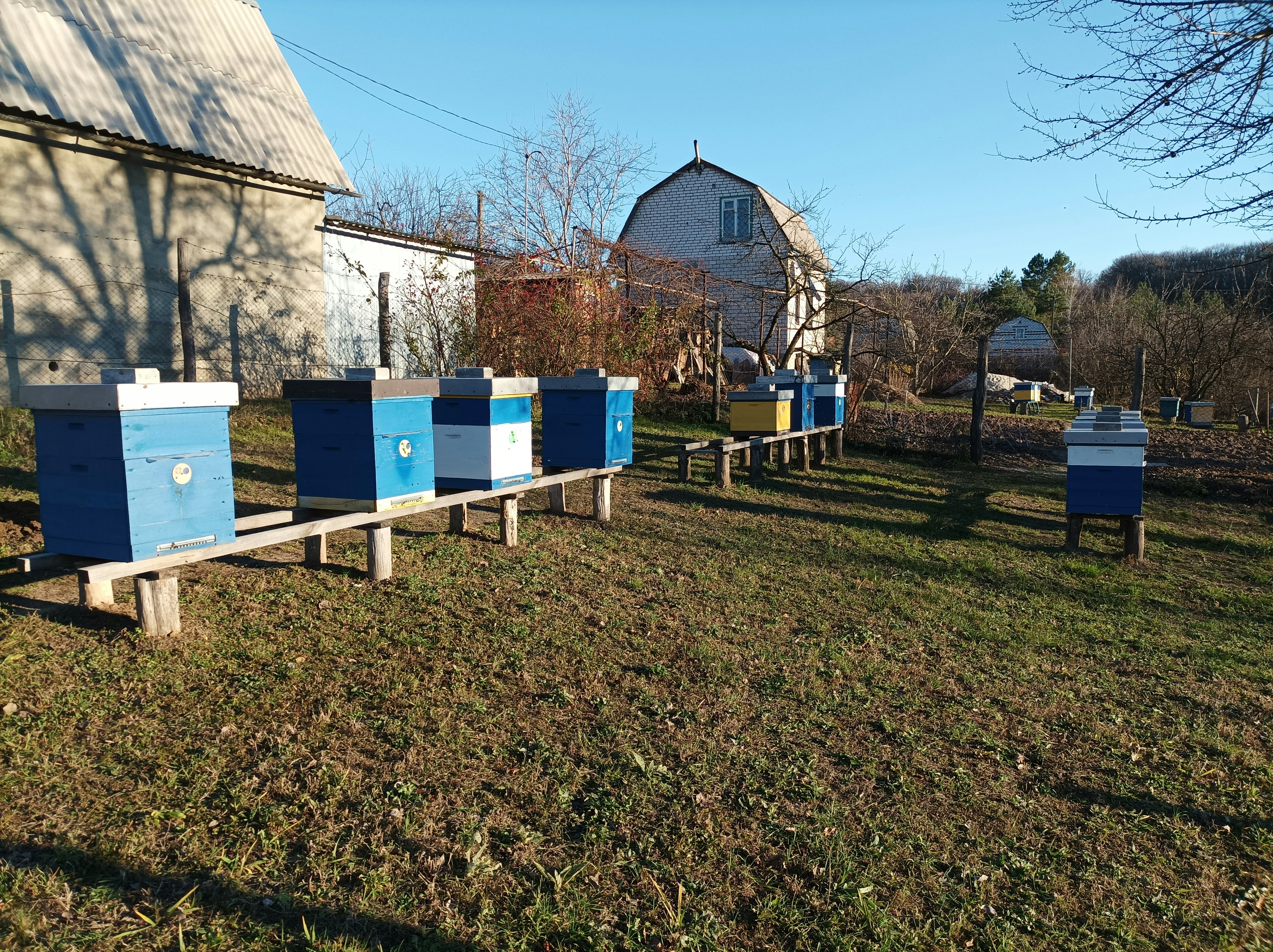 تصميم موقع متكامل لنحل مصر