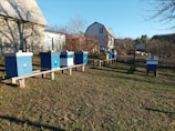 A row of brightly colored beehives stands in a grassy area near a farmhouse. The hives are painted blue and yellow and are elevated on wooden supports. Surrounding the hives are bare trees, suggesting winter or early spring. A rustic farm building is visible in the background under a clear blue sky.