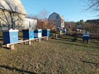 A row of brightly colored beehives stands in a grassy area near a farmhouse. The hives are painted blue and yellow and are elevated on wooden supports. Surrounding the hives are bare trees, suggesting winter or early spring. A rustic farm building is visible in the background under a clear blue sky.