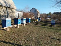 A row of brightly colored beehives stands in a grassy area near a farmhouse. The hives are painted blue and yellow and are elevated on wooden supports. Surrounding the hives are bare trees, suggesting winter or early spring. A rustic farm building is visible in the background under a clear blue sky.