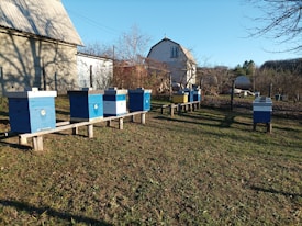 A row of brightly colored beehives stands in a grassy area near a farmhouse. The hives are painted blue and yellow and are elevated on wooden supports. Surrounding the hives are bare trees, suggesting winter or early spring. A rustic farm building is visible in the background under a clear blue sky.