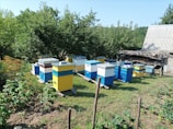 An outdoor scene featuring several colorful beehives arranged in rows on a grassy area, surrounded by lush green trees and vegetation. In the background, there is a building with a corrugated metal roof. The beehives are primarily blue, yellow, and white.