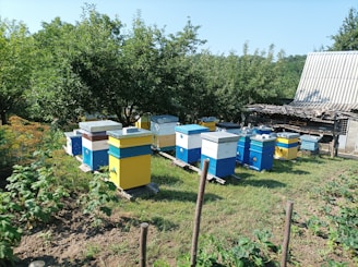 An outdoor scene featuring several colorful beehives arranged in rows on a grassy area, surrounded by lush green trees and vegetation. In the background, there is a building with a corrugated metal roof. The beehives are primarily blue, yellow, and white.