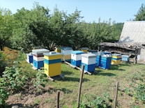 An outdoor scene featuring several colorful beehives arranged in rows on a grassy area, surrounded by lush green trees and vegetation. In the background, there is a building with a corrugated metal roof. The beehives are primarily blue, yellow, and white.