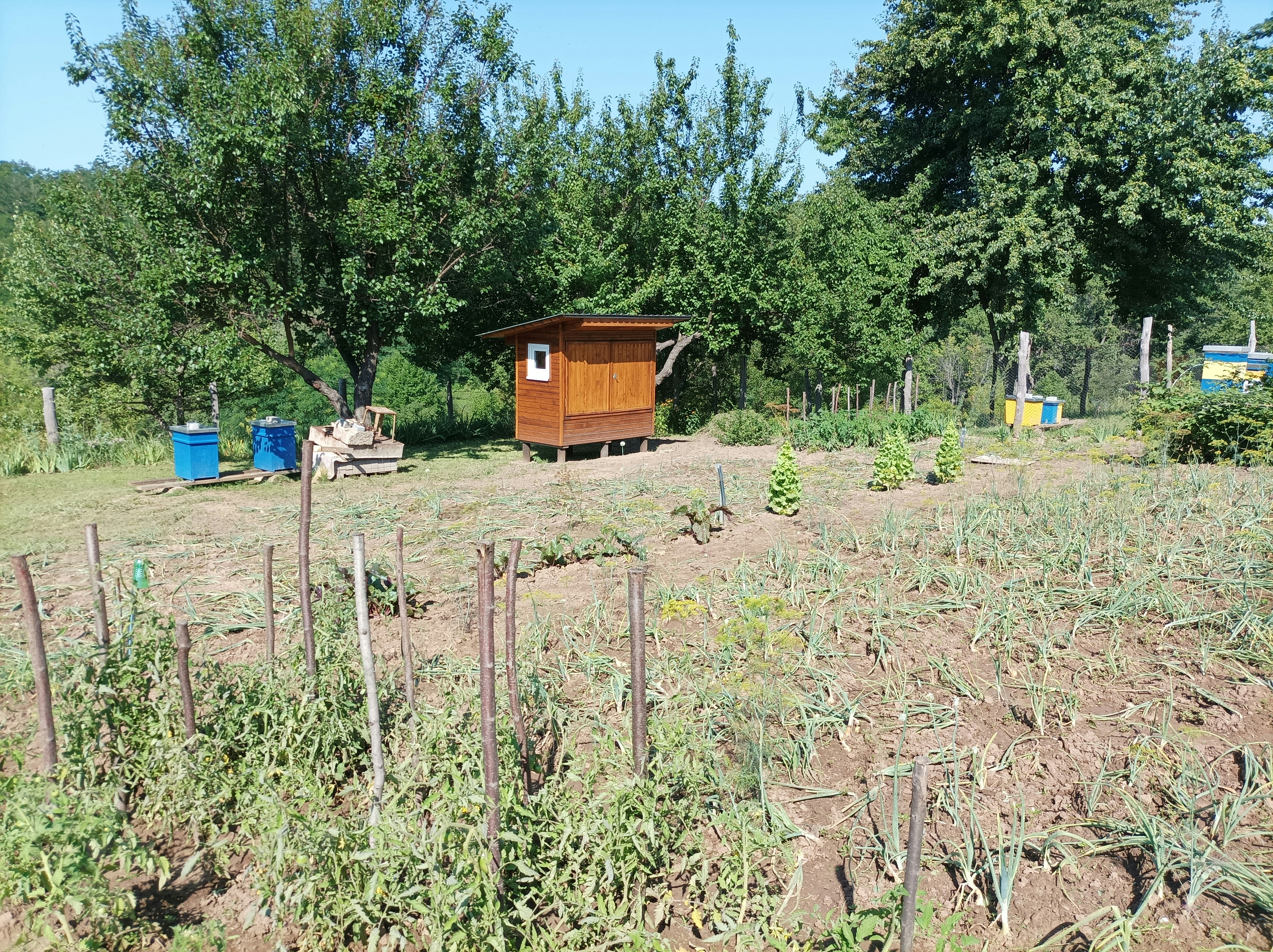 Vegetales frescos de Tierra Negra
