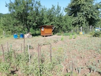 A small garden area with various plants growing, featuring a wooden shed in the middle distance. Surrounding trees and shrubs add to the greenery, while two blue containers and a wooden sled type structure are also present. The garden beds are organized and show a variety of plants and vegetables.