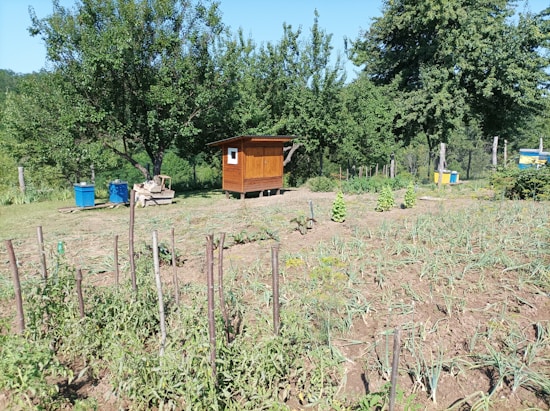 A small garden area with various plants growing, featuring a wooden shed in the middle distance. Surrounding trees and shrubs add to the greenery, while two blue containers and a wooden sled type structure are also present. The garden beds are organized and show a variety of plants and vegetables.