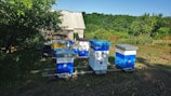 A collection of colorful beehives is placed on a grassy patch surrounded by trees. The hives are painted in blue, white, and yellow, with each hive resting on a simple wooden platform. In the background, there is a small building with a corrugated metal roof, partially shaded by trees.