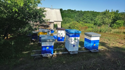 A collection of colorful beehives is placed on a grassy patch surrounded by trees. The hives are painted in blue, white, and yellow, with each hive resting on a simple wooden platform. In the background, there is a small building with a corrugated metal roof, partially shaded by trees.