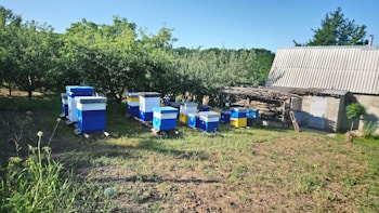 Several colorful beehives are arranged in a grassy area near a small shed. The beehives have a mix of blue, white, and yellow colors. Trees and greenery surround the area, adding a natural and tranquil atmosphere. To the right, a simple building with a corrugated roof and stacked wood is visible.