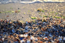 a close up of a bunch of shells on a beach