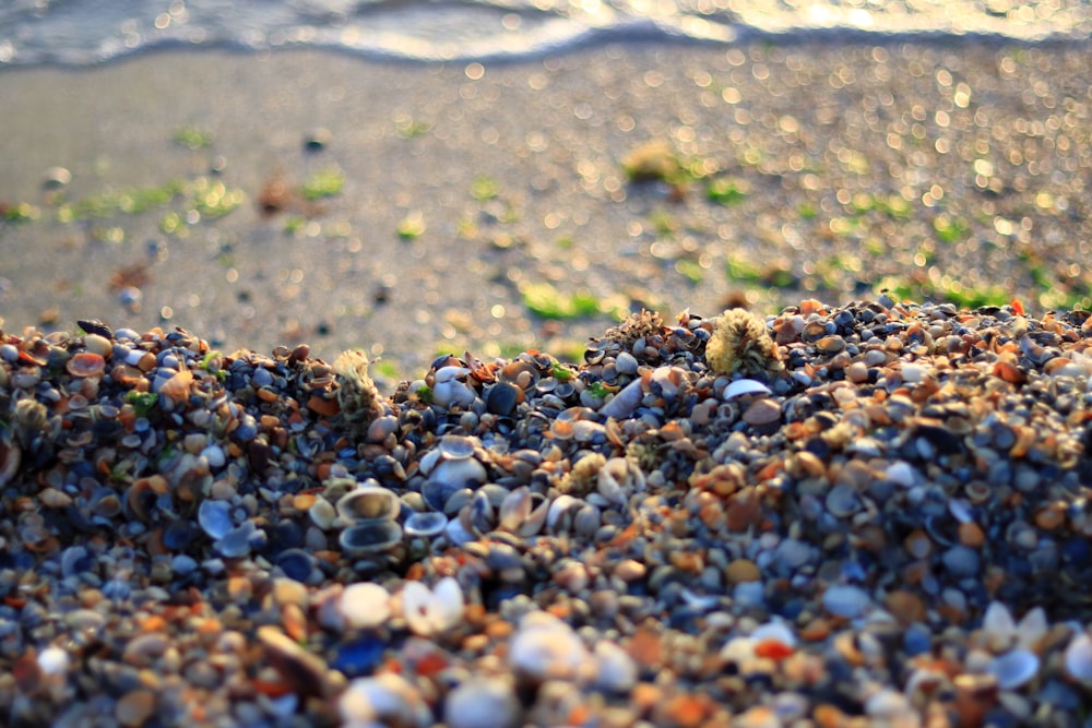 um close up de um monte de conchas em uma praia