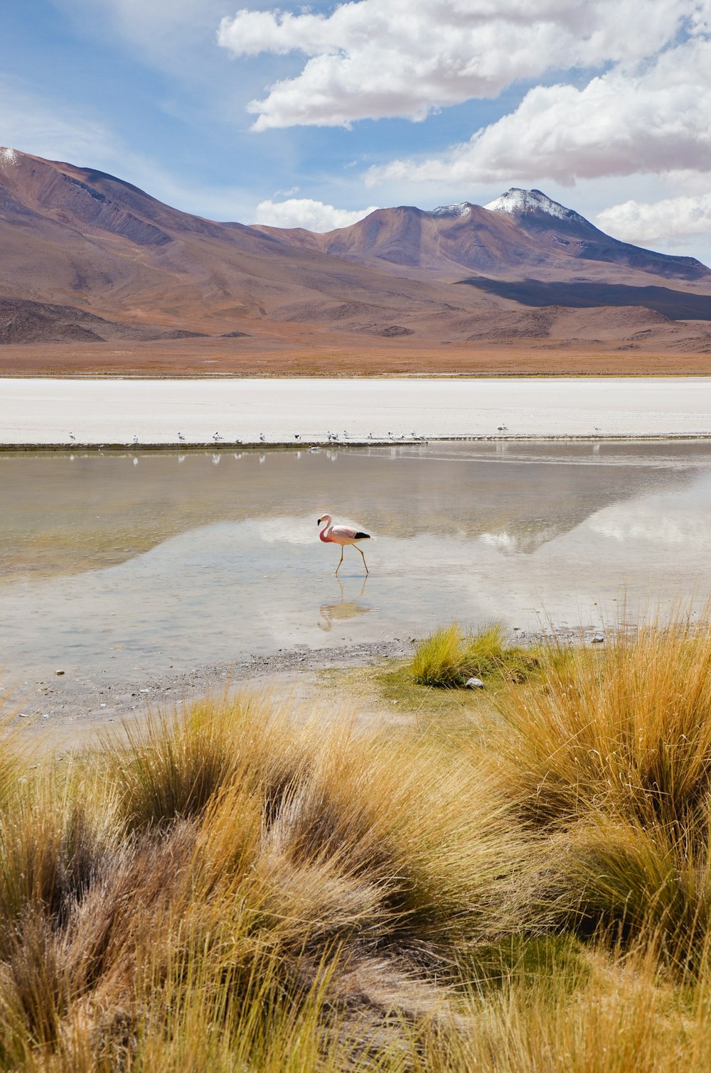 a flamingo standing in shallow water with mountains in the background