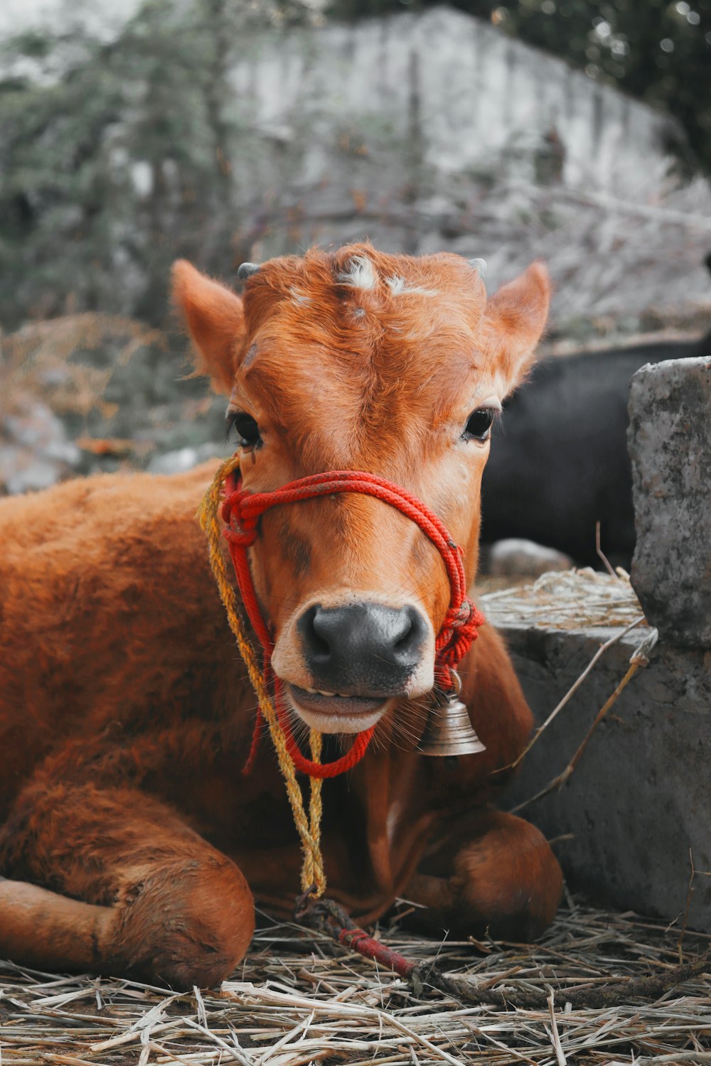 a brown cow laying down on top of dry grass