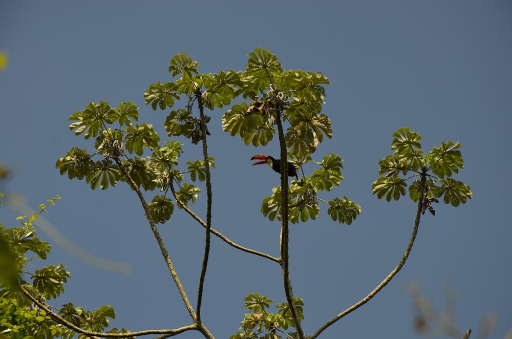 a bird sitting on top of a tree branch