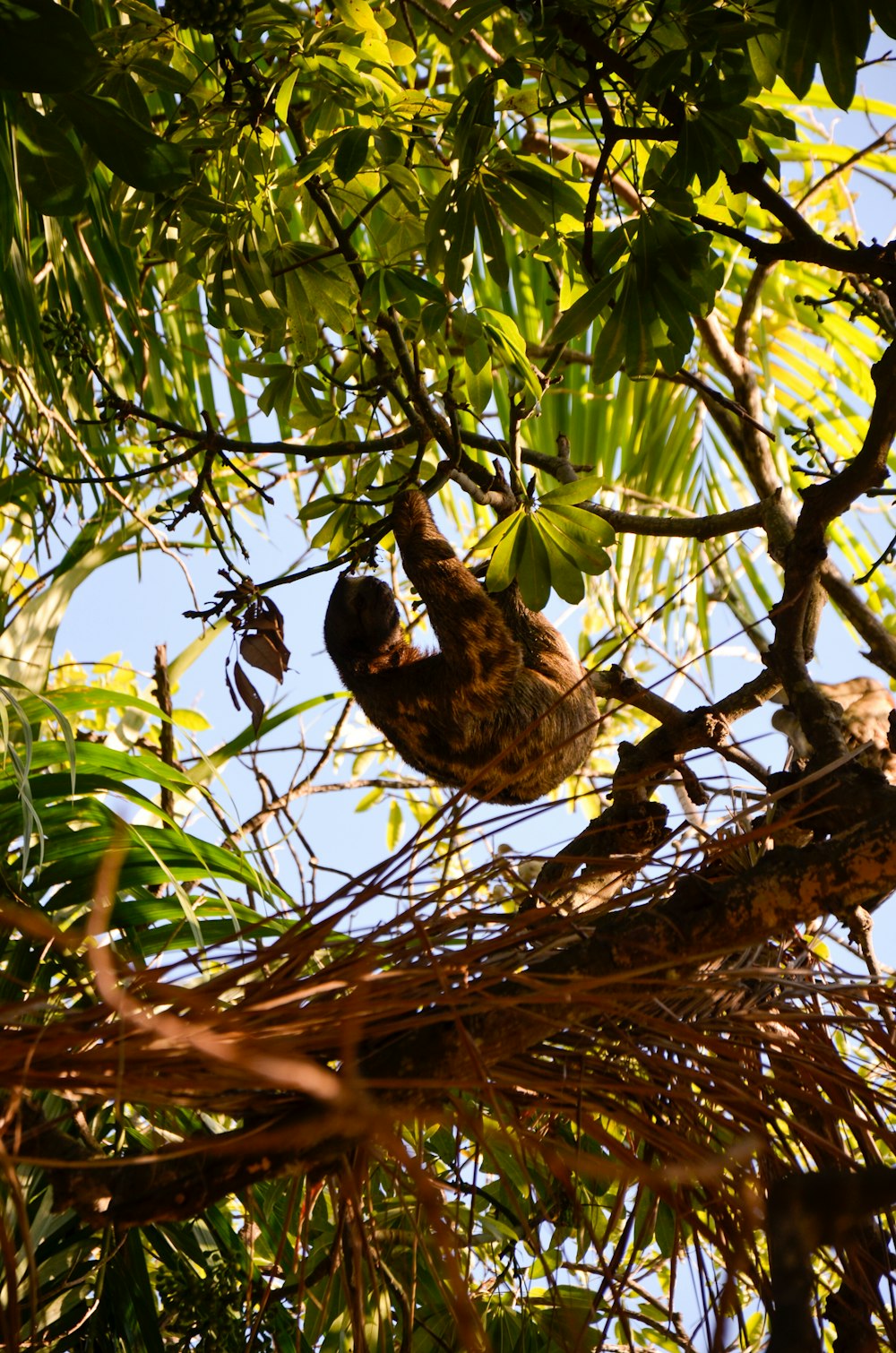 a sloth hanging upside down in a tree