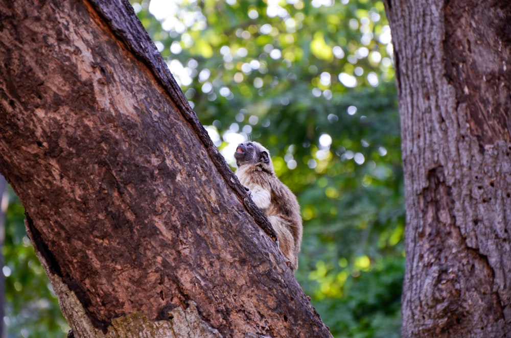 a small animal sitting in the middle of a tree