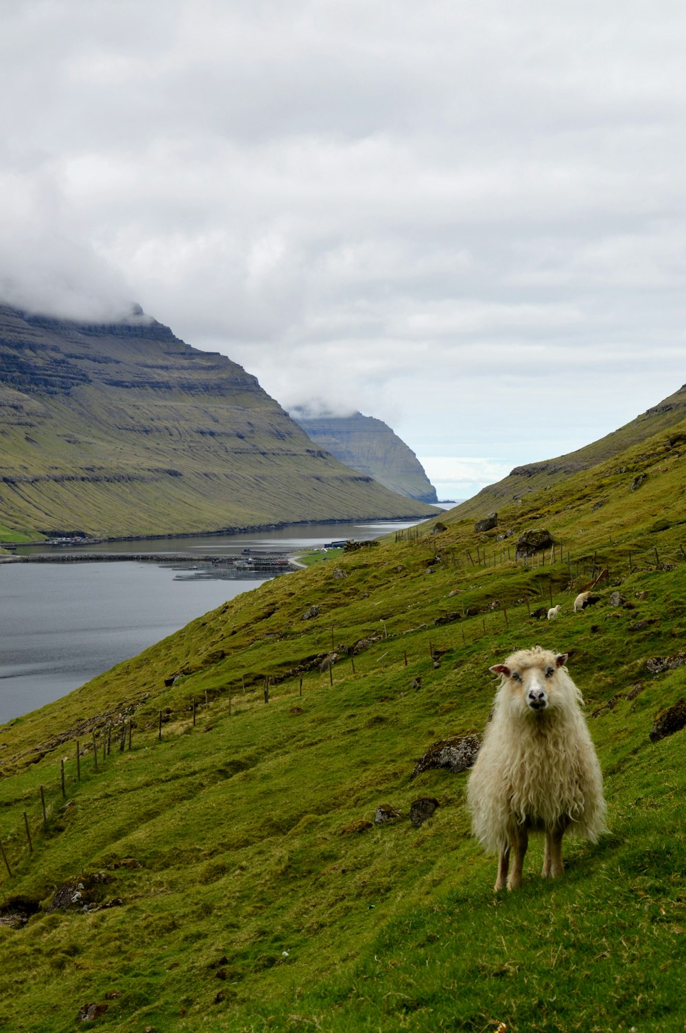 Una oveja de pie en una exuberante ladera verde