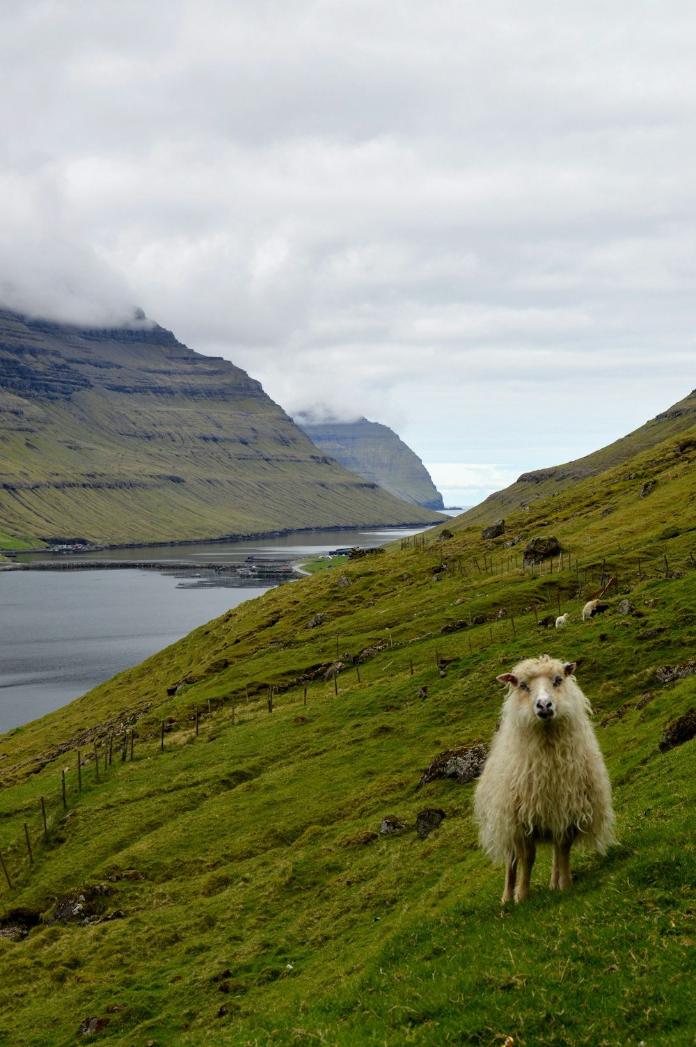 a sheep standing on a lush green hillside