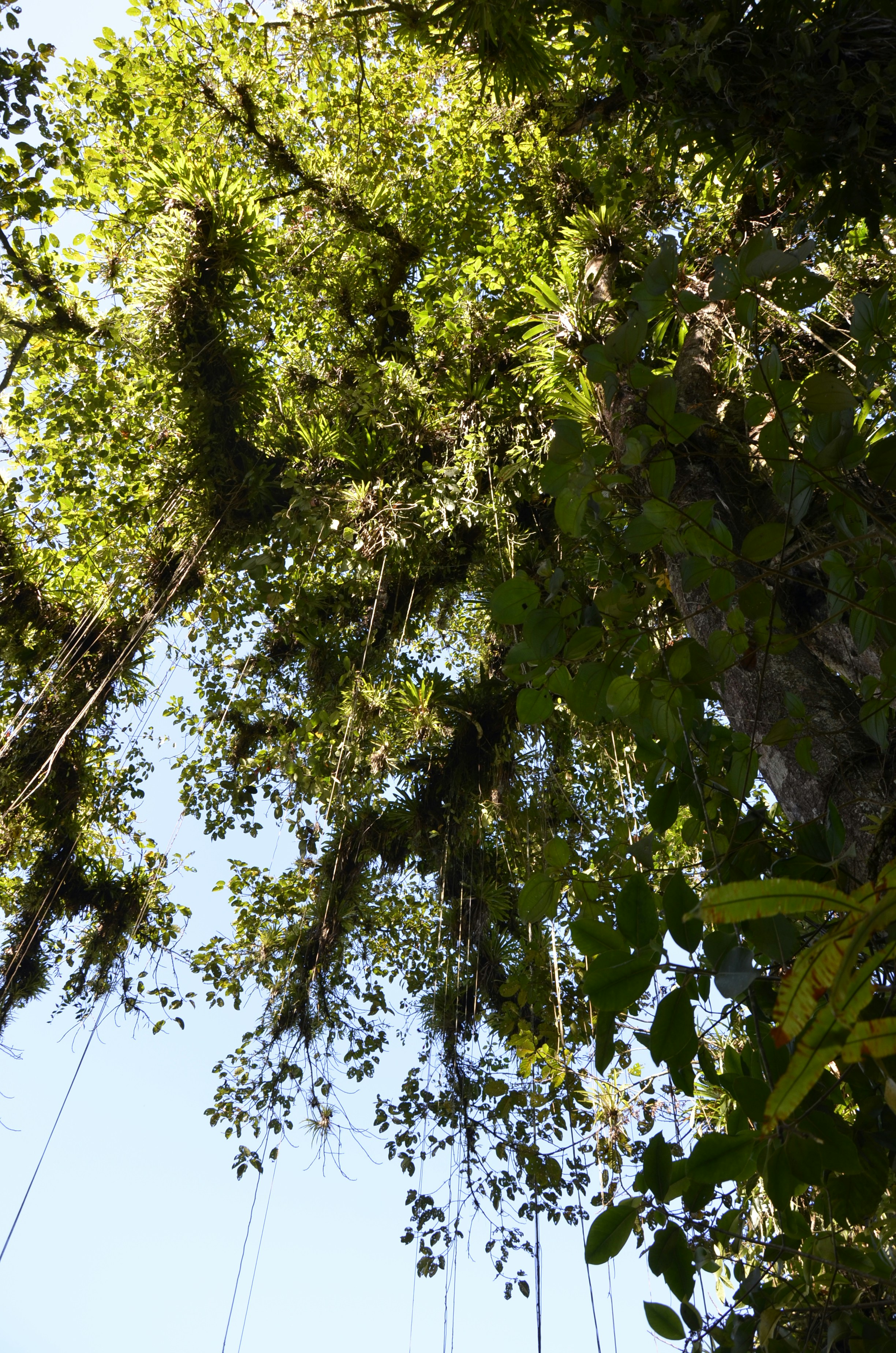 A view of the canopy of a tree from below photo – Free Nature ...