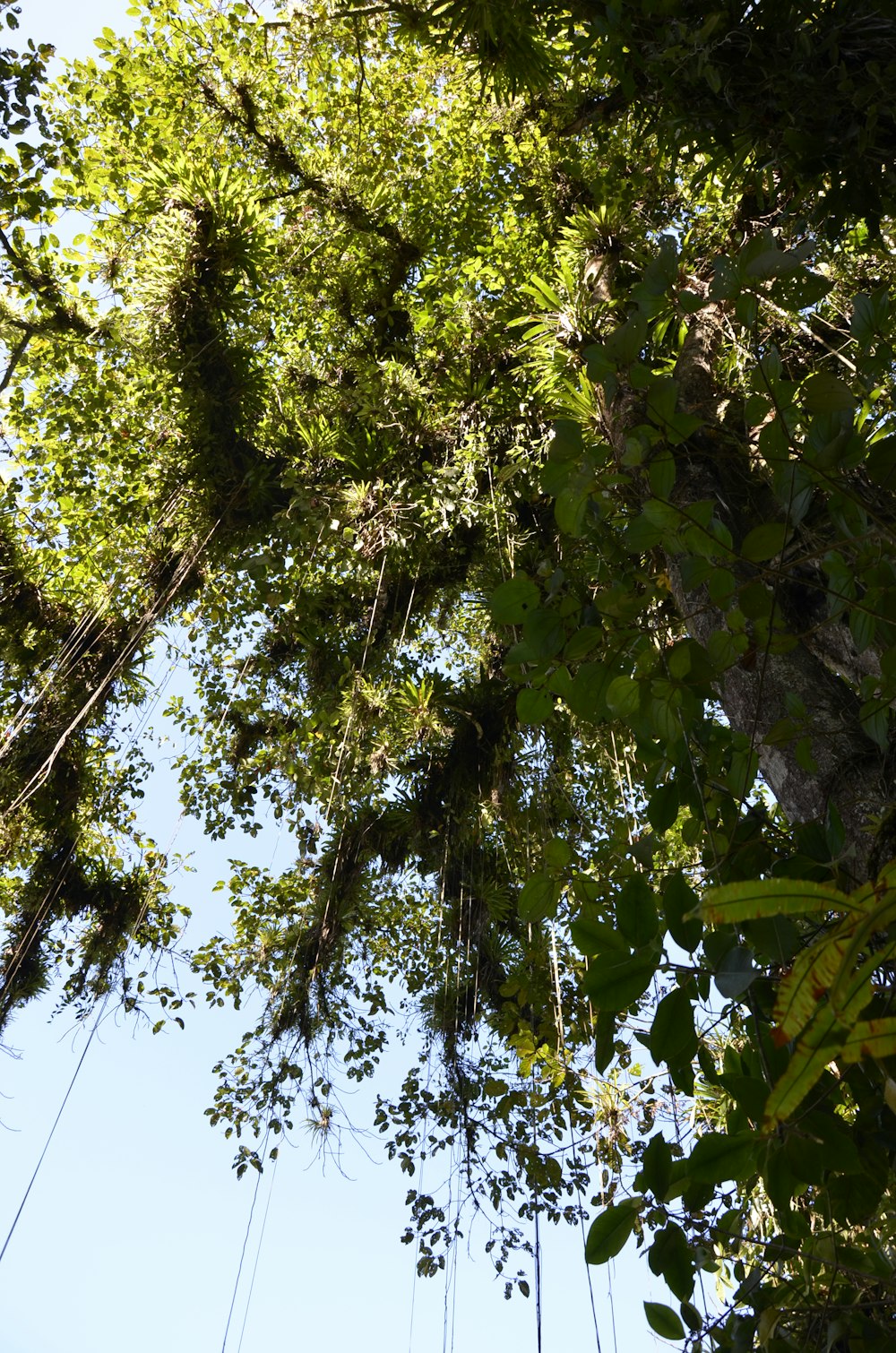 a view of the canopy of a tree from below