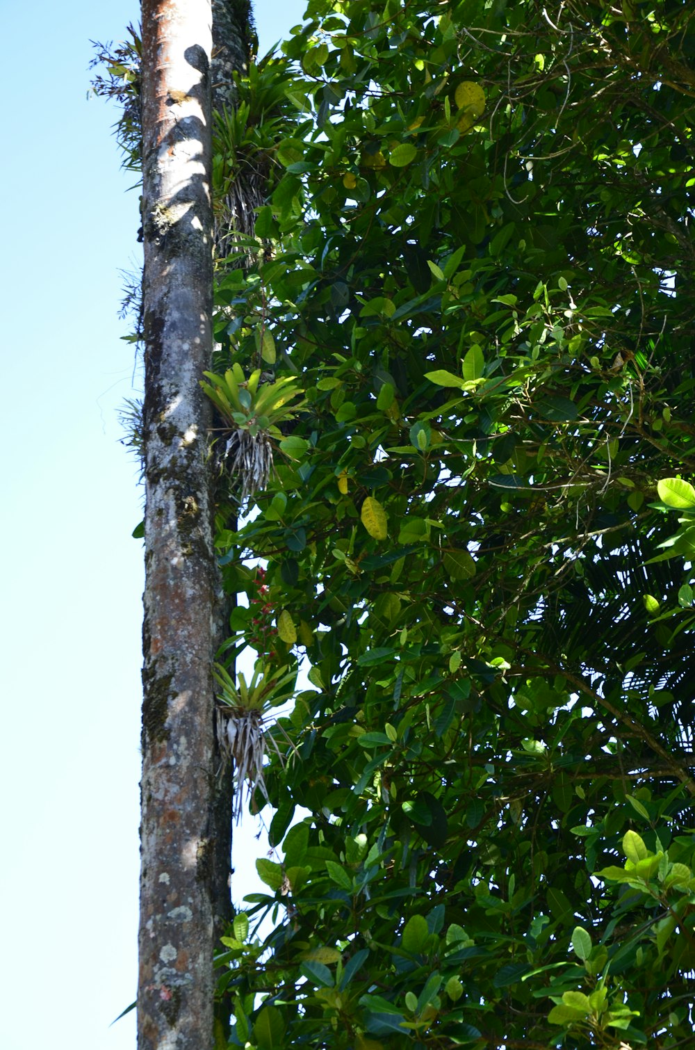 a tall tree with lots of green leaves