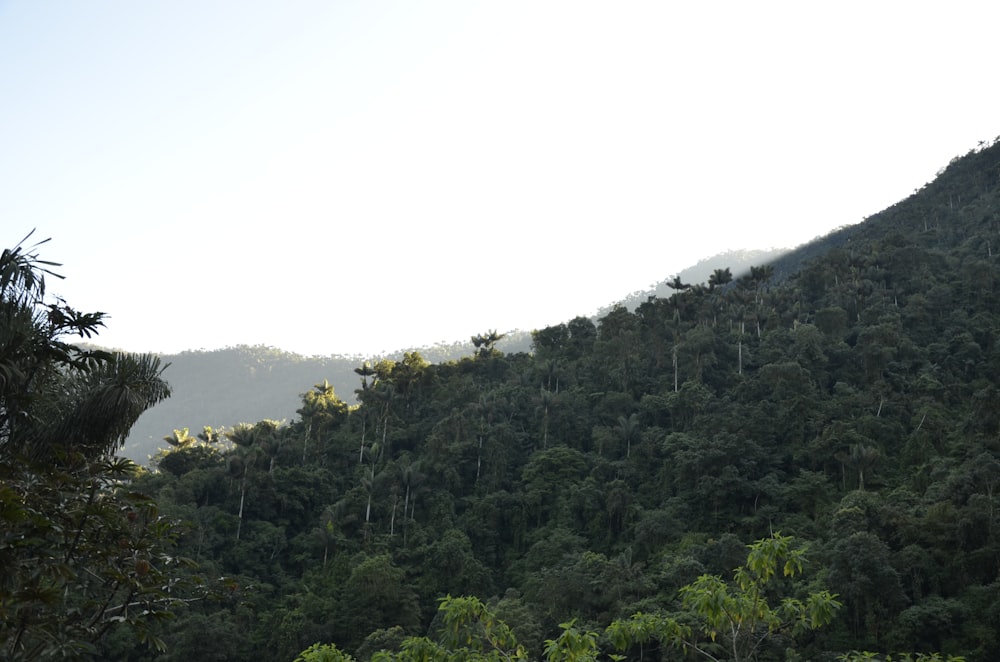 a lush green forest covered in lots of trees