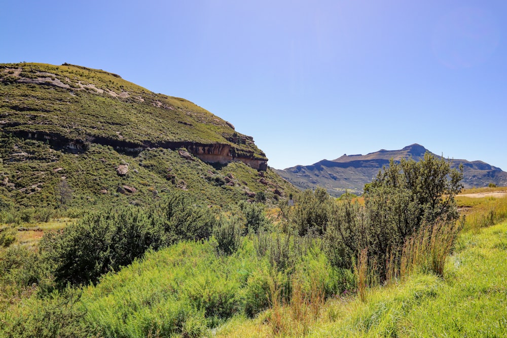 a lush green hillside with a mountain in the background