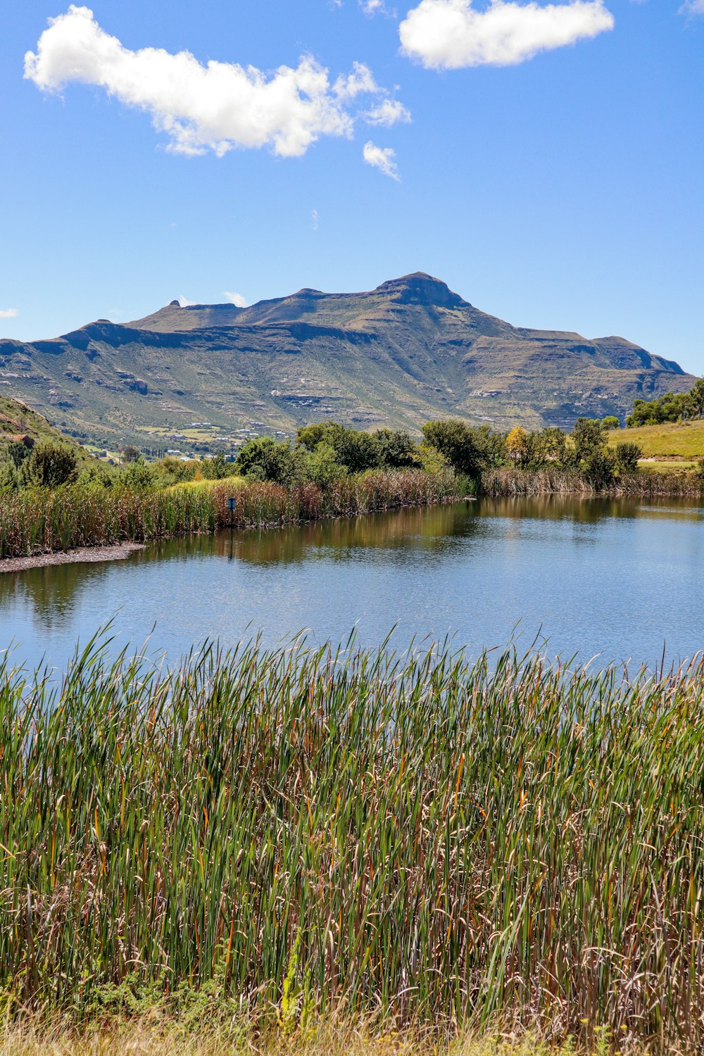 a lake surrounded by tall grass and mountains