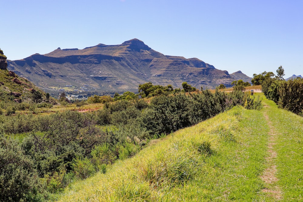 a grassy path with a mountain in the background