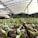 Rows of young green seedlings emerge from the soil inside a greenhouse with a high, arched ceiling made of transparent material.