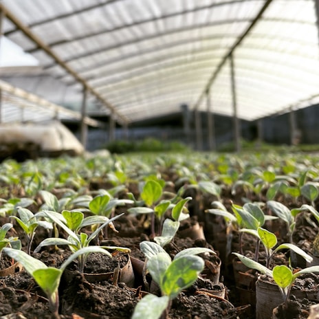 Rows of young green seedlings emerge from the soil inside a greenhouse with a high, arched ceiling made of transparent material.