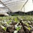 Rows of young green seedlings emerge from the soil inside a greenhouse with a high, arched ceiling made of transparent material.