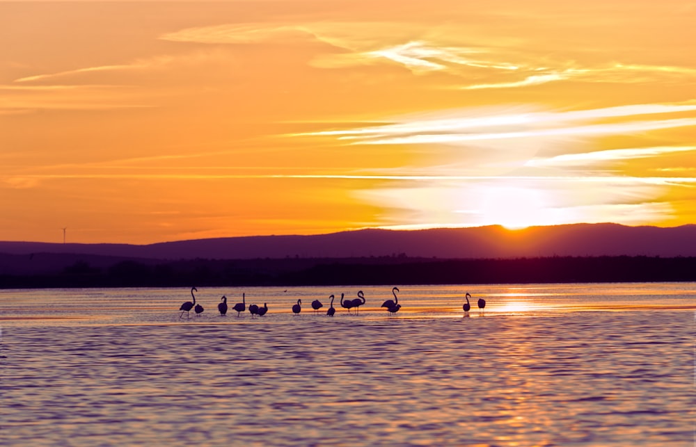 a flock of birds standing on top of a lake