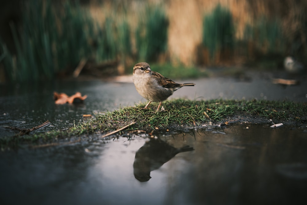 a small bird standing on a patch of grass