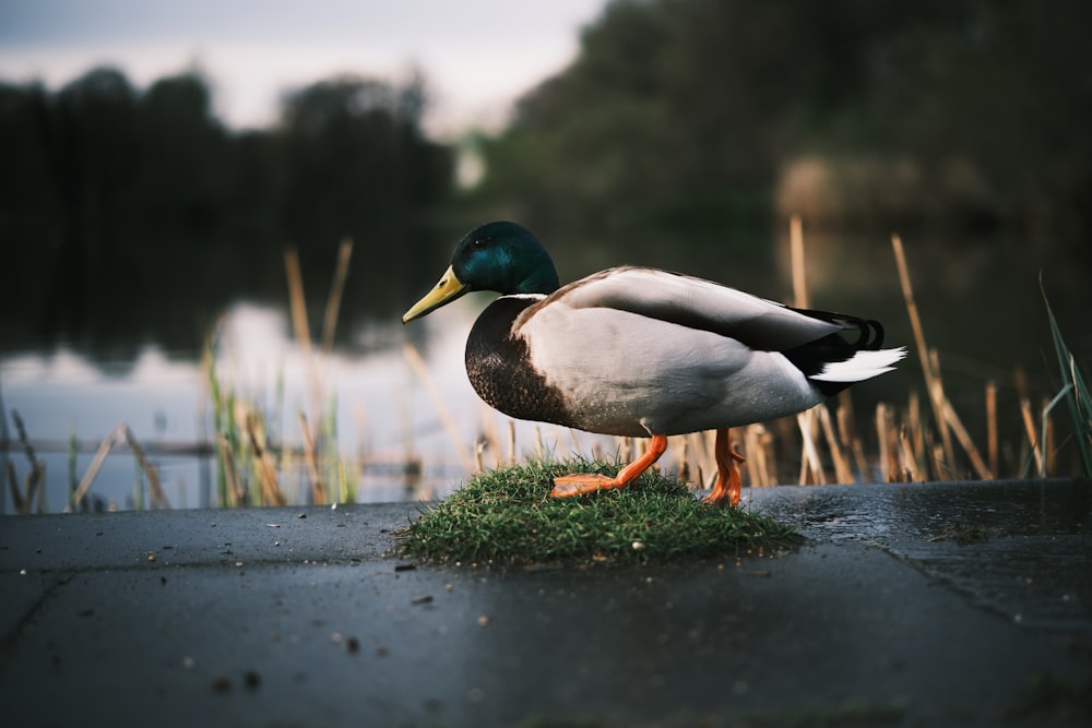 a duck standing on the edge of a pond